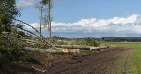 Vue de la peupleraie en cours d'abatage