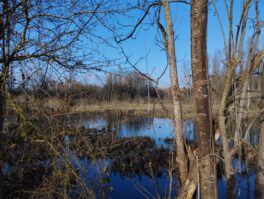 Marais d'Ormoy (9)